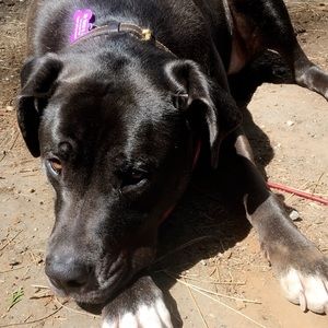 Meet your Posher, Amber